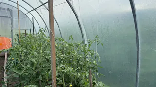 Кормлю в июне помидоры содой - и уже 3 года собираю томаты целыми тачками с каждого кустика