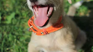 Дай лапку: Лея, Дозор и Амур в поисках нового дома