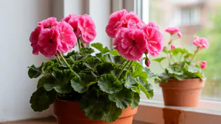 Герань цветет как полоумная: правила, которые заставят ее цвести даже зимой