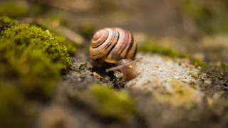 Эффективные методы борьбы с улитками и слизнями в теплице