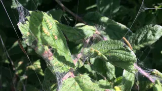 Гусеницы облепили кусты в центре Рязани