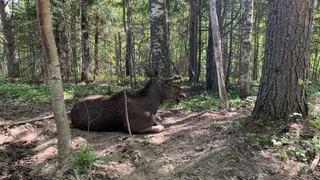В Чувашии охотникам разрешили добыть больше лосей и косуль