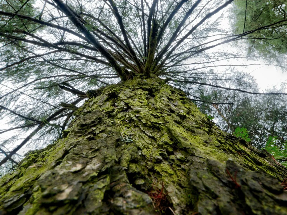 В Магнитогорске вандалы спилили сосну в Экологическом парке