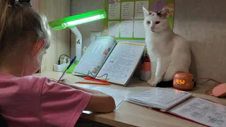 Не поцарапают и не обидят: топ-4 породы кошек для семей с малышами
