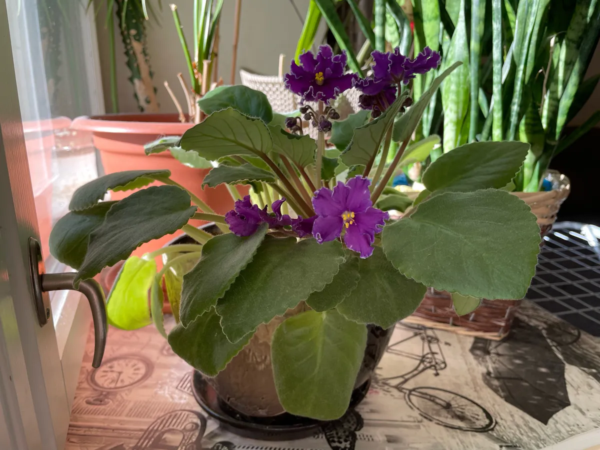 Лью в горшок - и фиалка раскрывается во всей красе: цветет так, словно на выставку готовится - бутоны эталонные
