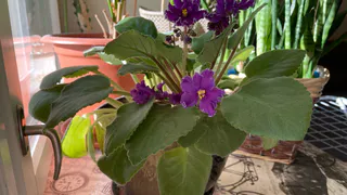 Лью в горшок - и фиалку не узнать: цветёт так, словно на выставку готовится - бутонизация будет эталонной