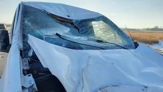 Бросился под колеса: в Пронском районе в ДТП погиб жеребец