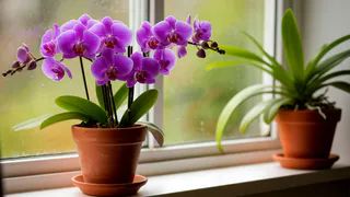2 таблетки на литр — и даже хилая орхидея рванет в рост и начнет цвести без остановки: бутоны полезут наперегонки