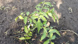 Томатам от грибка – в дождливый июнь срочно: 3 секретных трюка – и урожай под защитой