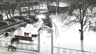 "Оккупировали детскую площадку": Жители Касимова жалуются на стаю собак 