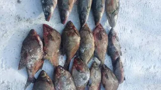 В Челябинской области браконьер заплатит 55 тысяч за вылов 7 килограммов рыбы