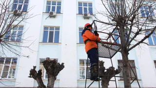 В Рязани продолжают проводить зимнюю обрезку деревьев