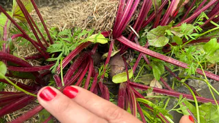 Вот когда убирают свеклу: 3 беспроигрышных признака - ясно с первого взгляда, научил дедушка из деревни