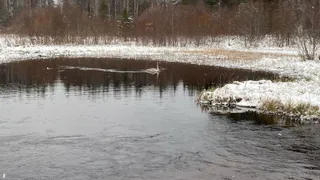 Ученый объяснил, почему одинокий лебедь из Коми до сих пор не улетел на юг