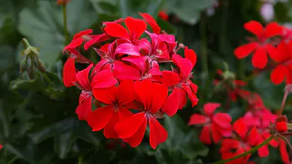 Не делайте это с пеларгонией зимой: откажется цвести, а листья пожелтеют - 7 главных ошибок цветочников