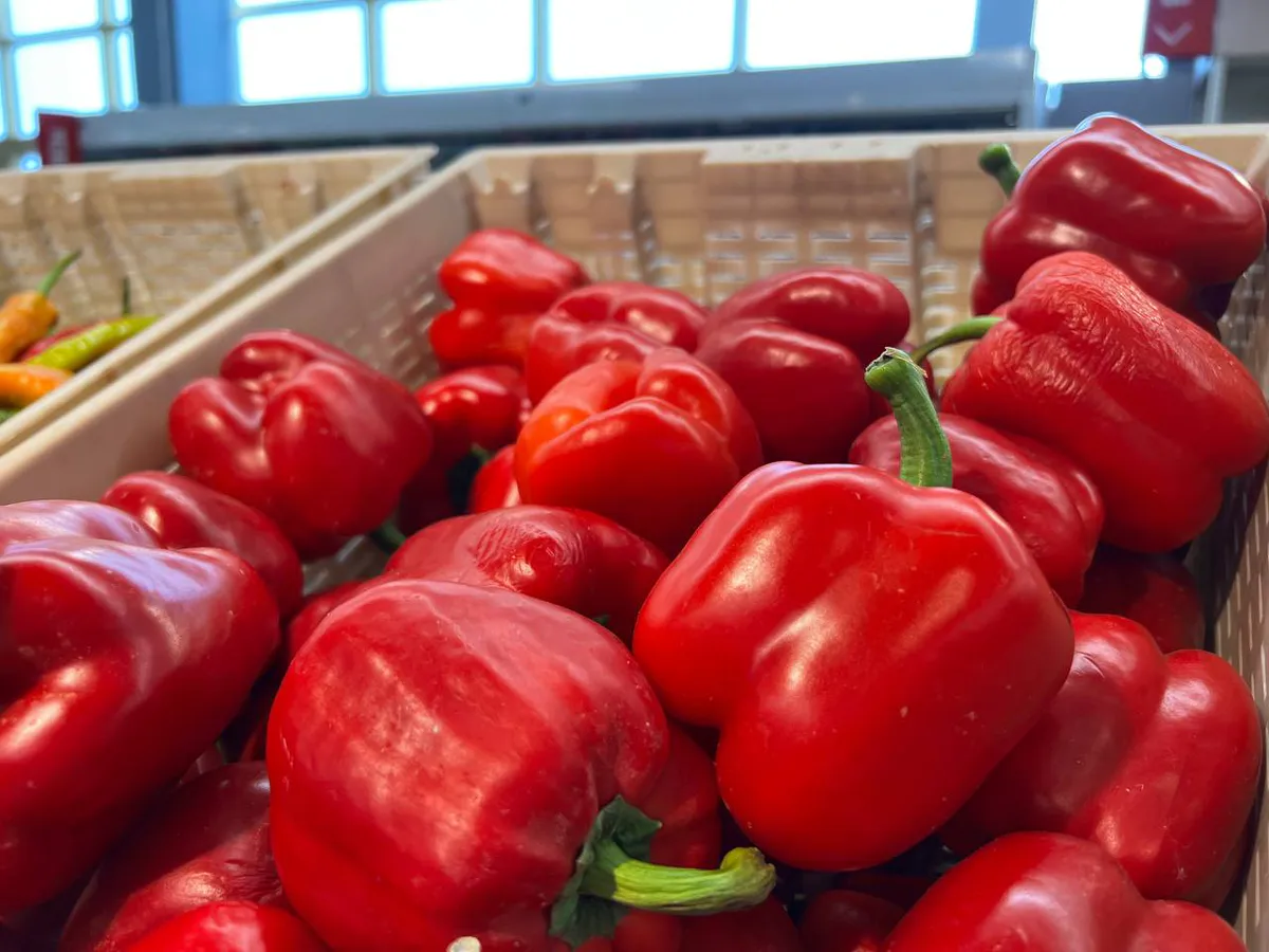 Перец слаще, чем стевия: стенки до 1 см толщиной, огромные плоды - до 450 г
