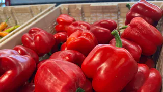 Сейте перцы и помидоры только в такие дни: лунный календарь огородника на весну