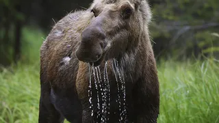 "Оставьте его в покое" - рязанский охотник о лосе в ЦПКиО