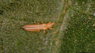 На Брянщину не пустили 50 тонн заражённой турецкой клубники