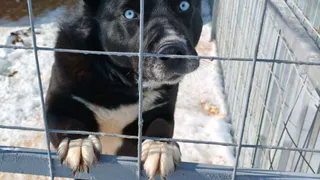 «Ситуация критическая»: приют «Добрые руки» в Нижнекамске тонет, животные сидят на будках — нужна помощь