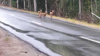 Методы предотвращения опасных ситуаций при встрече с животными на дорогах Владимирской области