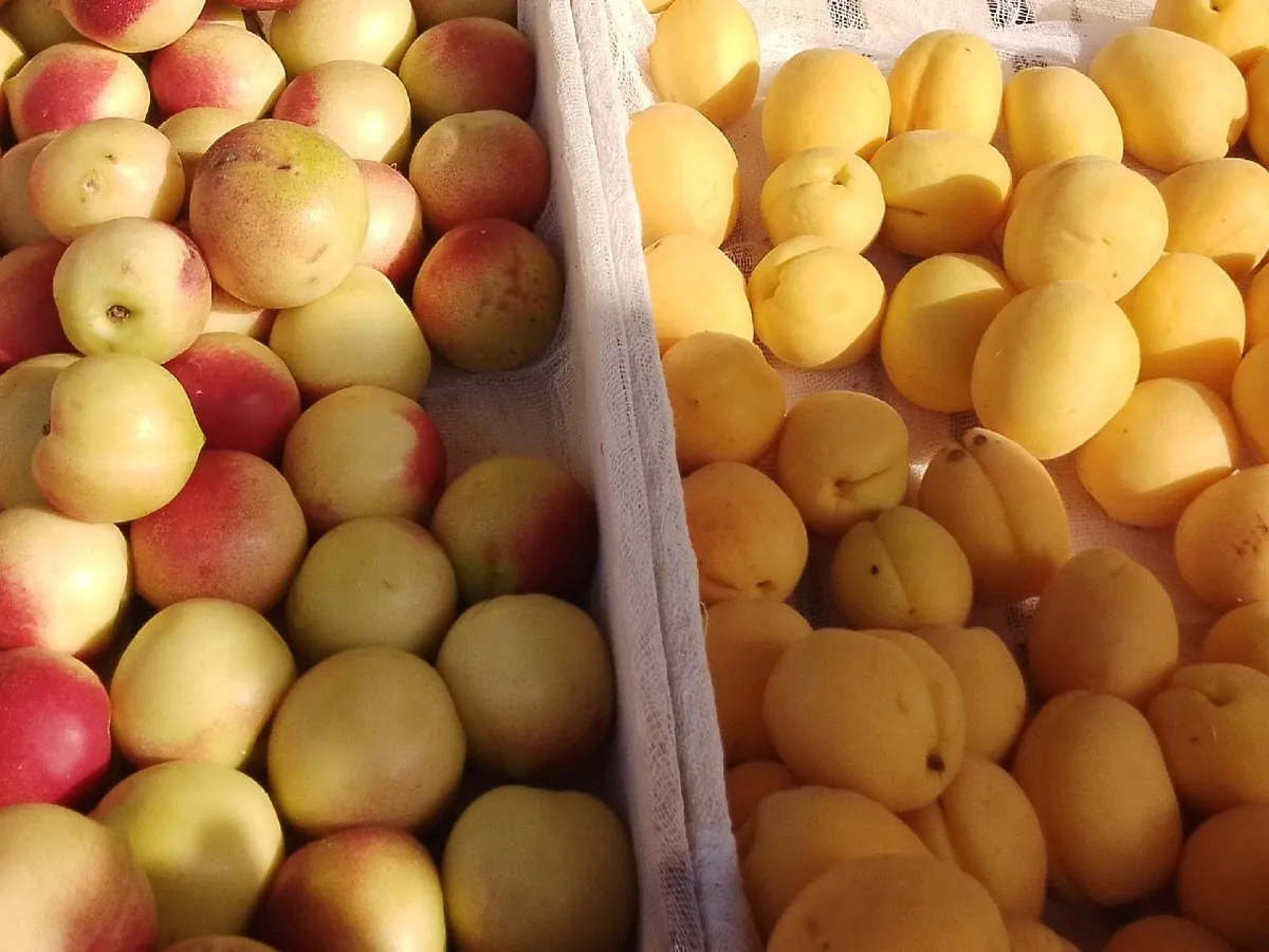 Челябинская область остановила ввоз 80 тонн фруктов