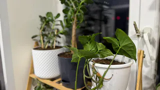 Эти три цветка Ванга называла защитниками дома — рассказываю, как превратить их в помощников для семьи