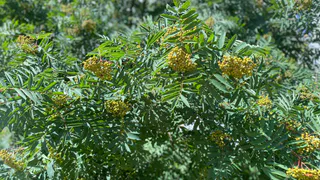 Кратковременная жара отступила, а дожди не везде: погода 10 июля в Коми