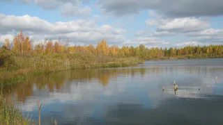 Под Рязанью в пруду утонул мужчина