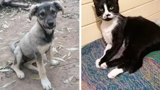 Дай лапку: Коровка, Снуп и Рада в поисках любящих хозяев