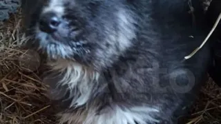 В селе Большое Афанасово новорожденных щенков выбросили у дороги замерзать от холода