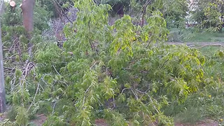 Кому помешали деревья на Новаторов