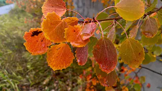 В Коми 29 октября пройдут осадки и сохранится облачность