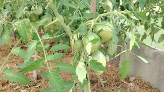 1 г на 10 л и опрыскала помидоры во время цветения: ломятся от урожая даже в ужасное лето