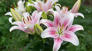 Секреты подкормки лилий весной от опытных дачников - цветут крупными и устойчивыми к болезням цветами