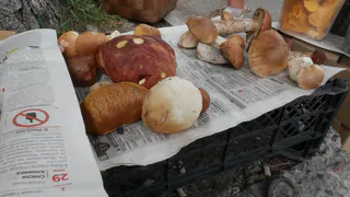 Любителей грибов будут задерживать и штрафовать: суровое правило с 9 августа 2025 года