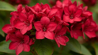 Титулованная красавица, неустанно цветущая с мая по октябрь: идеальный многолетник весь сезон радует пышными алыми цветами