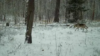 В Рязанской области фотоловушка Окского заповедника засняла волка