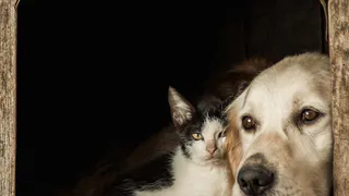 Во Владимире начался новый этап работы с бездомными животными