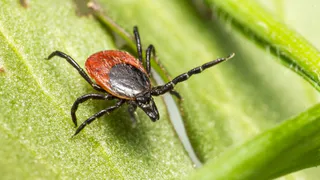 За последнюю неделю во Владимирской области от клещей пострадали 69 человек