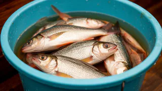 За жабры не оттащишь: эту насадку обожают карась, лещ, плотва — ждите большого улова