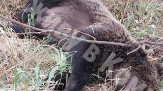 В одном из городов Коми убили медведя