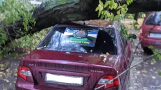 В Горроще на улице 10-я линия дерево повредило несколько машин