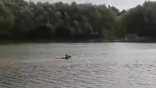 В парке ЦПКиО лосиха переплывает Рюминский пруд. Видео