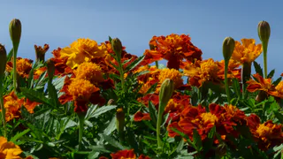 Сею эти цветы на каждом свободном клочке — и никаких проблем: вот зачем мне столько цветов