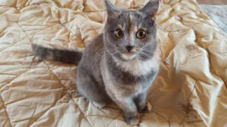 Гоните взашей этого гостя: как кошка показывает вам, кому не стоит доверять