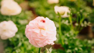 3 горсти на банку — и от муравьёв на цветах ничего не останется: как спасти пионы от вредителя