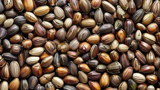 Названа главная причина почаще есть подсолнечные семечки