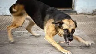 Следственными органами проводится проверка по факту нападения собаки на ребенка в Новозыбкове