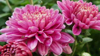 Пионы цветут не неделю, а почти месяц? Секрет — в настое сорняка!